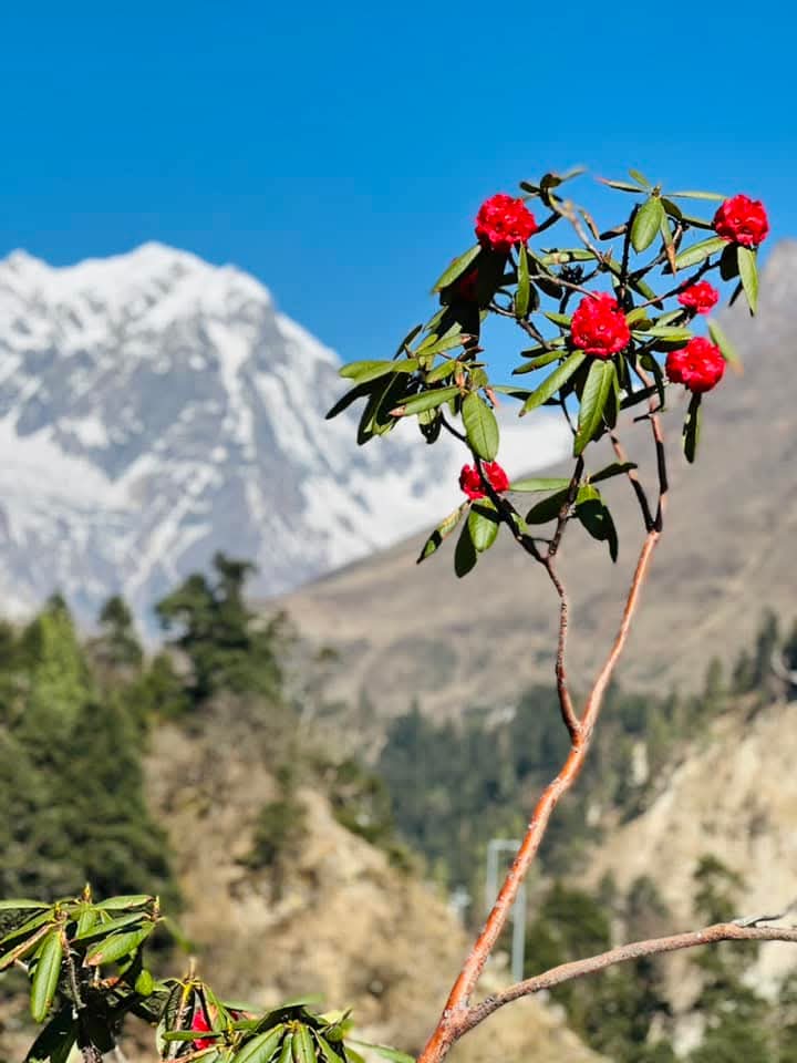 Annapurna Circuit Trek with Poonhill 2026 - view 11